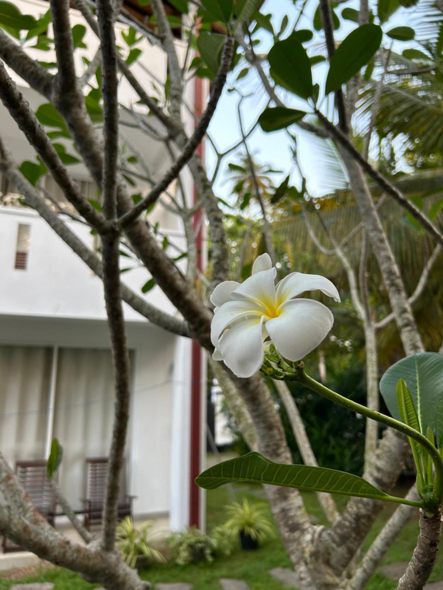 Jippie The Villa Hikkaduwa Dış mekan fotoğraf